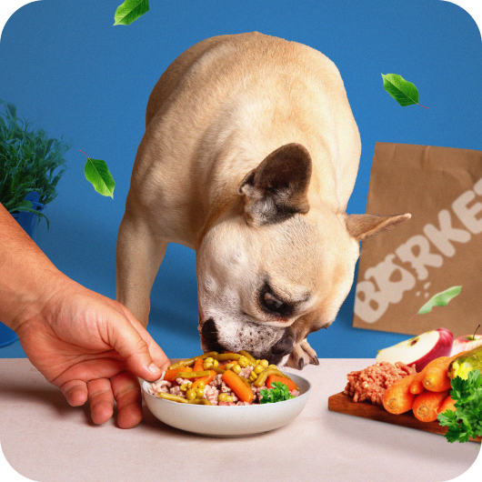 Dog eating Barket meal