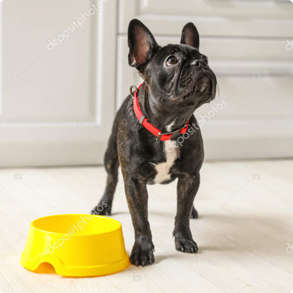 Ako prospieva jedlo k dlhovekosti vašich miláčikov